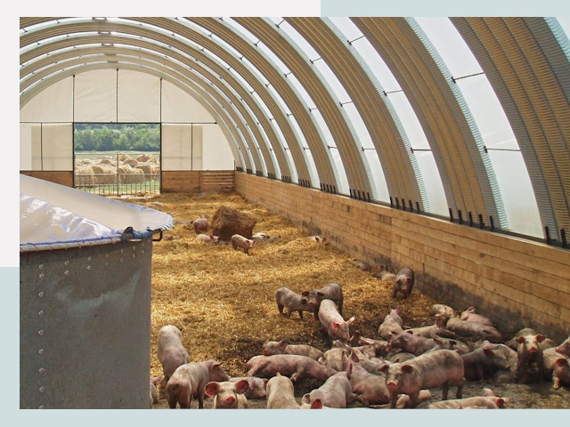 Строительство свинарников в Кохме